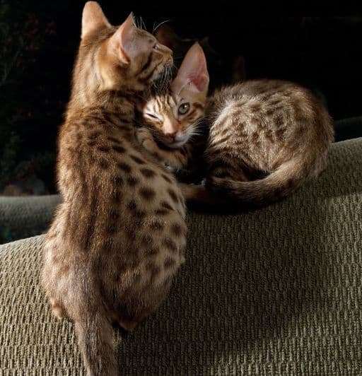 Discovering The Ocicat Breed: Playful and Affectionate 3 pair of chocolate silver ocicat breed kittens cuddling together on a couch