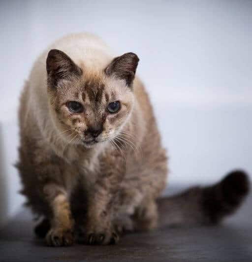 very old senior cat seal lynx pointed cat. 