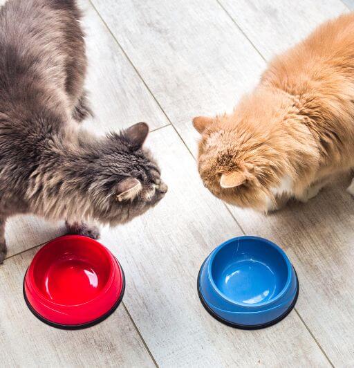Does your cat need a friend? Want to get a second cat? This guide helps you weigh the pros and cons and decide if another cat is right for you