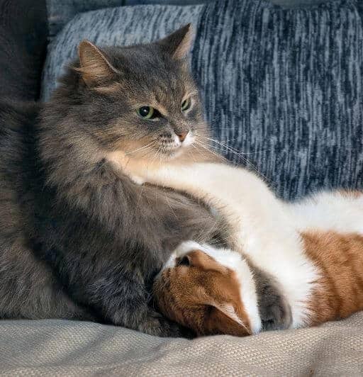 Fluffy gray cat and smaller red and white shorthair cat wrestling. Are they playing or fighting?