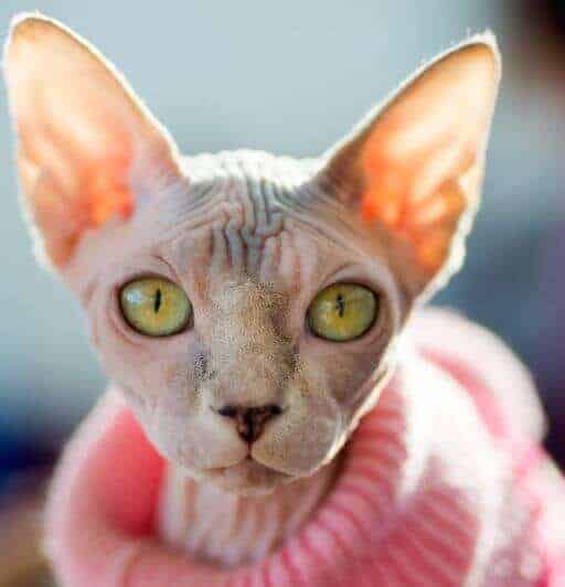 hairless cat breed sphnyx with green eyes wearing a pink sweater