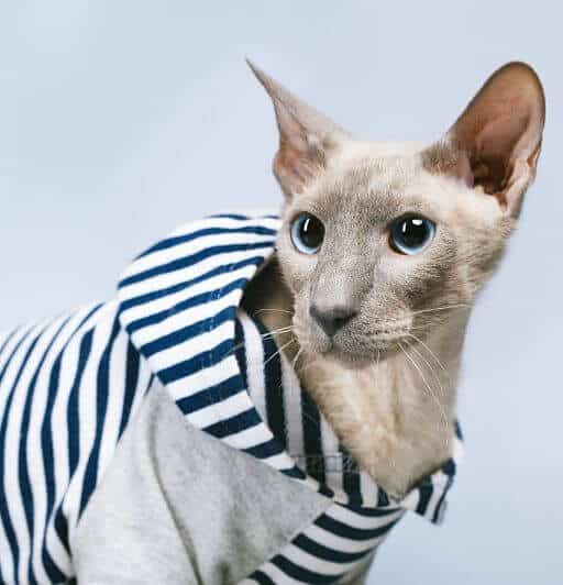 Peterbald Cat a hairless cat breed in a blue and grey striped sweatshirt on a grey background