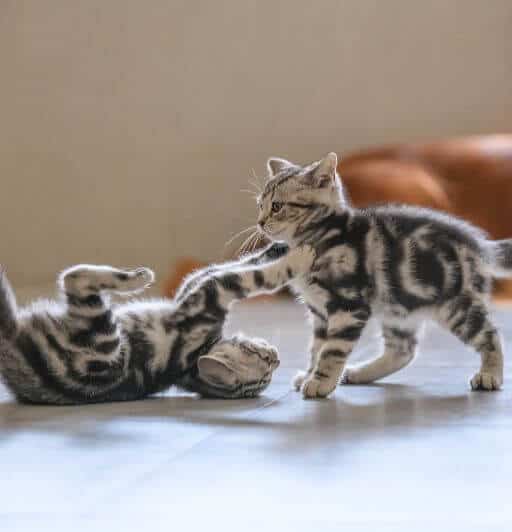 two classic tabby kittens play fighting