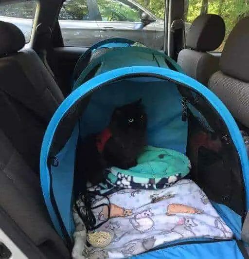 A black persian cat sitting in a sturdiproducts car-go enclosure seat belted in a car.