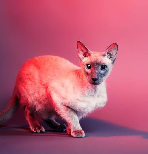 senior blue point siamese cat crouching