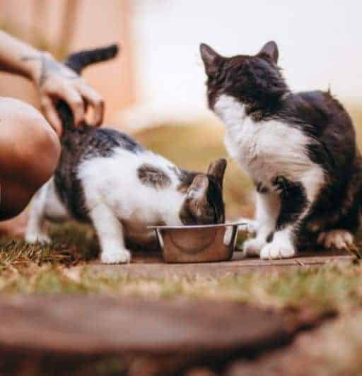 person with tattoo on hand scratching a tabby and white kitten on his back by his tail while another black and white cat looks on.
