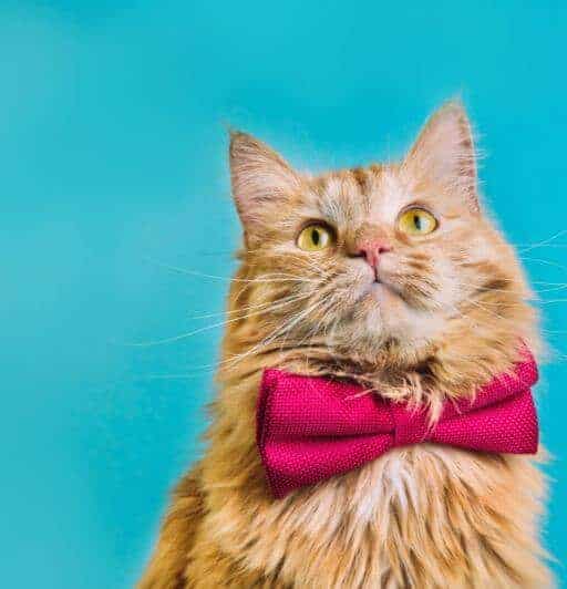 red tabby longhaired cat wearing a pink bowtie on a teal background