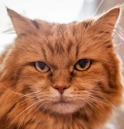 ginger maine coon cat face