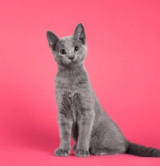 Small sales blue cat