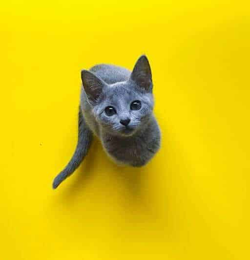 Russian Blue kitten on a yellow background