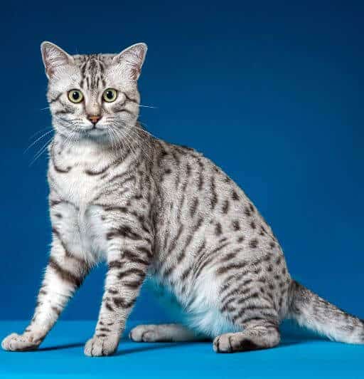 Silver spotted Egyptian Mau on a blue background