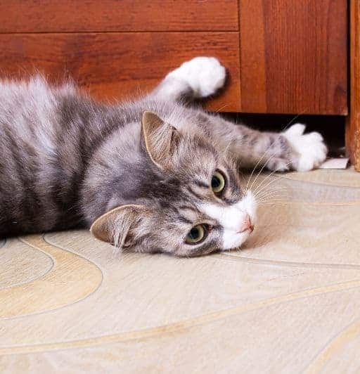 Understanding Feline Behavior Why Do Cats Hate Closed Doors?