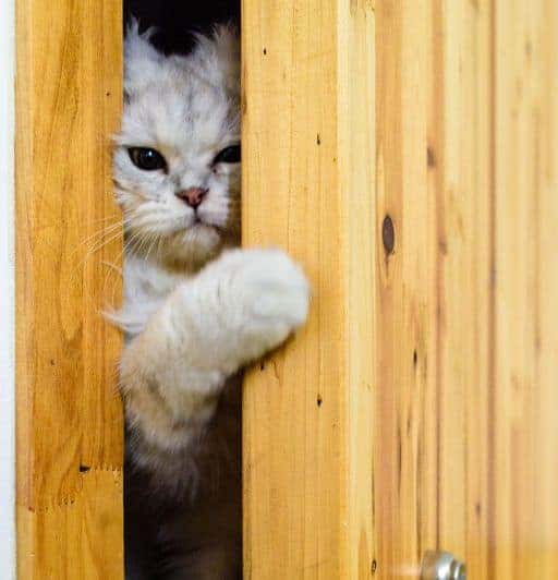 Understanding Feline Behavior Why Do Cats Hate Closed Doors?