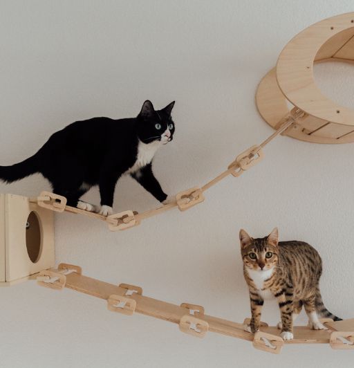 Stop Your Cat From Waking You Up at Night 4 black and white cat and brown spotted tabby and white playing on a cat wall.