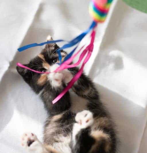 Stop Your Cat From Waking You Up at Night 2 little tortie and white kitten playing with a wand toy. playing with a cat before bed encourages her to sleep at night.