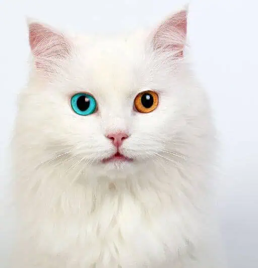 White cat with white sales eyes