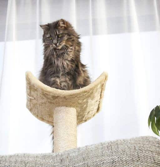 long haired brown tabby cat sitting up on a cat tower. Enriching  the environment can help with cognitive dysfunction in cats