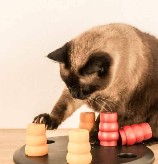 Siamese cat solving a red and yellow cat food puzzle toy.