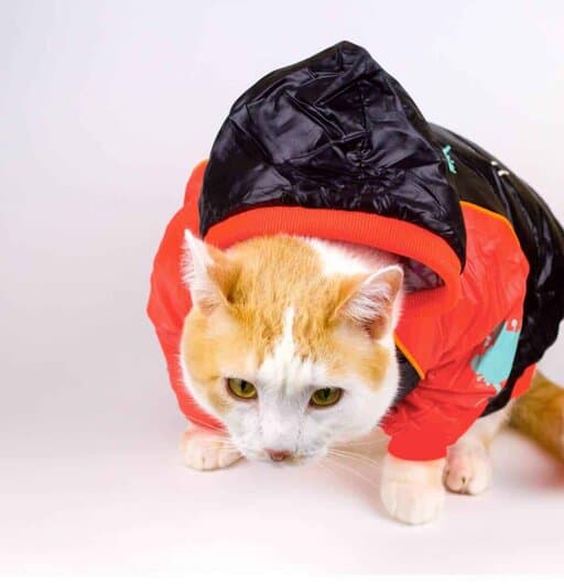 red and white tabby cat wearing a black and orange raincoat