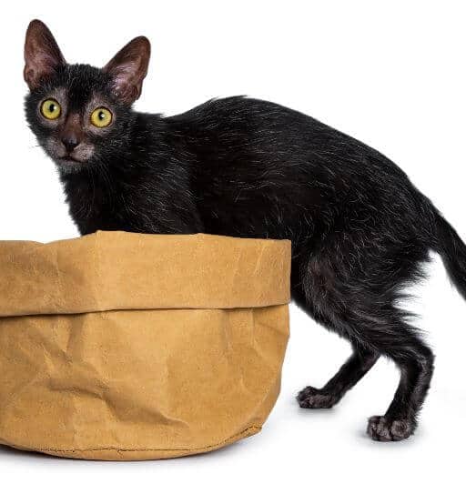 Lykoi Cat with a tan bag
