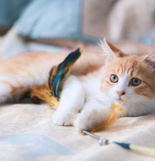 red and white blue eyed cat playing with a teal and orange feather toy