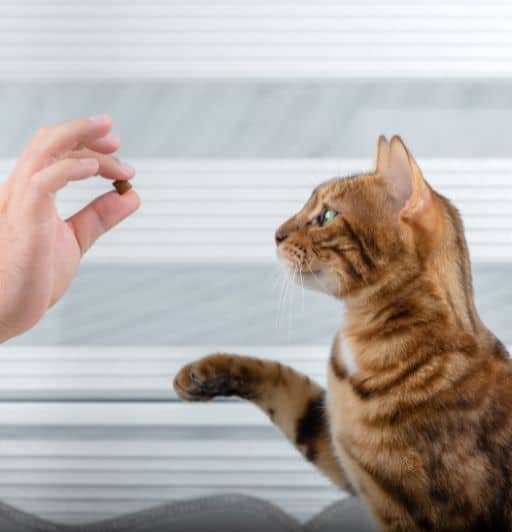 Cats sales memory span