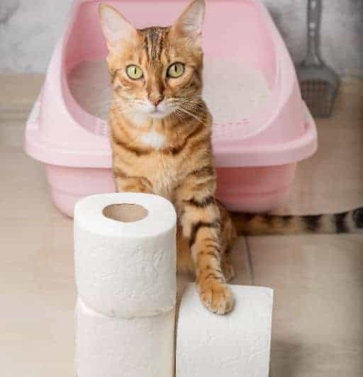 Most Annoying Behavior Problems in Cats and How to Fix Them 2