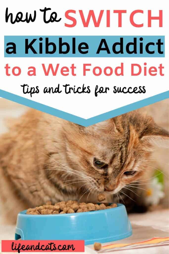 Should i feed my cat wet food everyday hotsell
