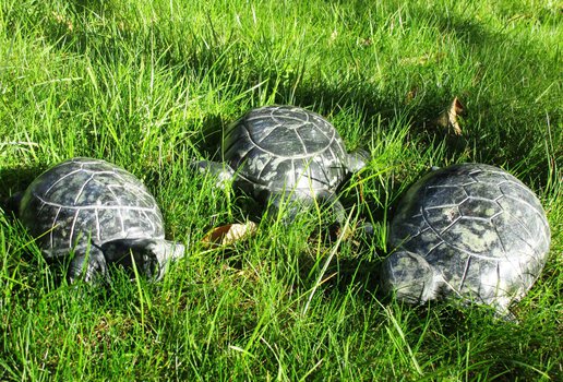Tortue serpentinite