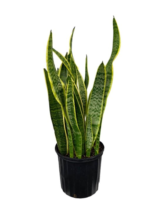 Snake plant with tall, upright green leaves in a black pot.