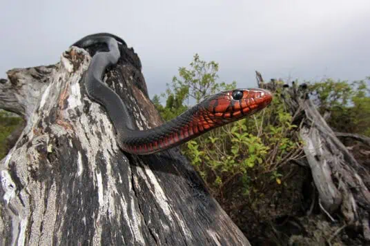 Eastern Indigo Snake (Drymarchon couperi) with striking red-orange head and glossy black body raised alertly on driftwood in its natural southeastern U.S. habitat — federally threatened species requiring authorized transect surveys and underground refugia scoping by EDGE Engineering herpetologists for construction projects in Florida, Georgia, Alabama, and Mississippi.