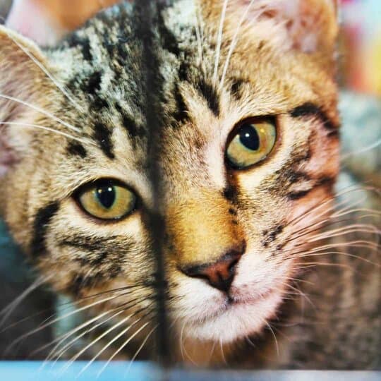 Tabby kitten in a well-run cat shelter