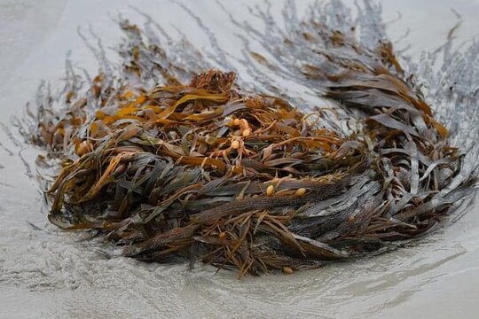 Fucus vulgaris
