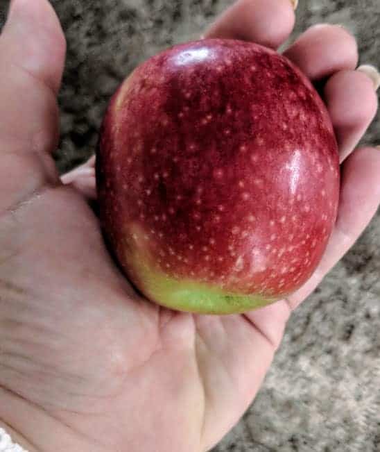 apple in hand