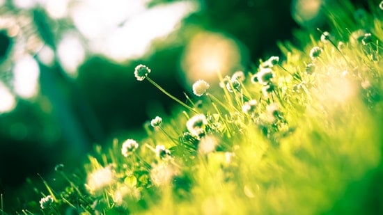 Re-designing your garden