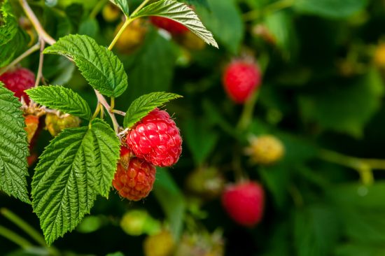 What fruit to grow in your garden this Summer - raspberries