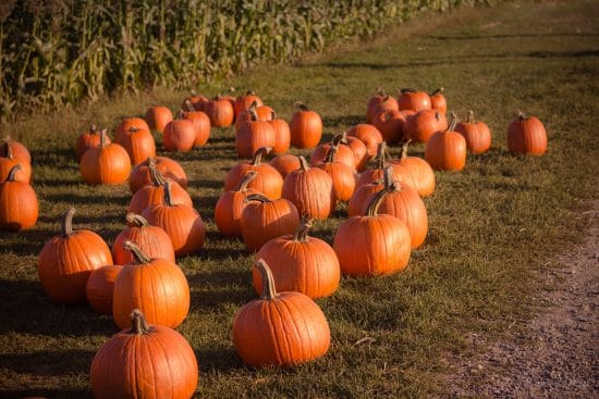 Things you need this Halloween - pumpkins