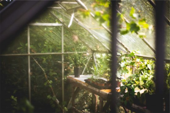 Top Tips on cleaning your greenhouse