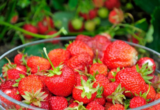 What fruit to grow in your garden this Summer - strawberries
