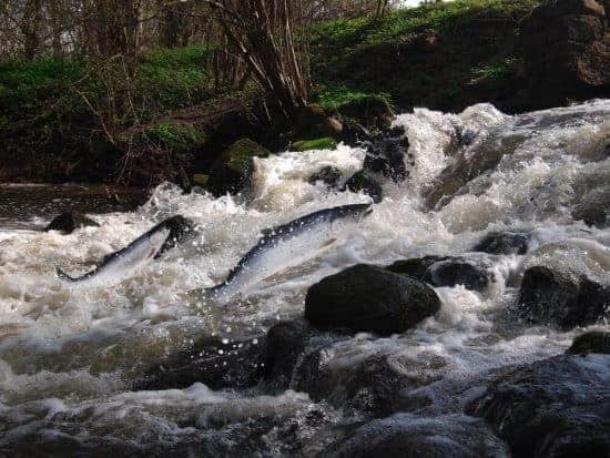 Salmon jumping back upstream - Yorkshire Fish Pass