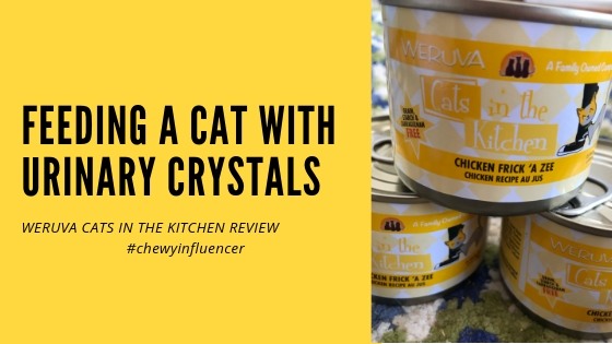 feeding a cat with urinary crystals header image