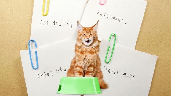 maine coon cat's new years resolutions