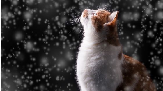 pretty red and white tabby cat looks at falling snow