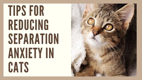 separation anxiety in cats featured graphic