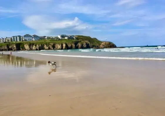 walking-dogs-on-Perranporth beach