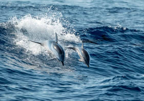 The Best Time of Day to See Dolphins in Cornwall