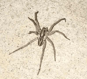 hobo spider