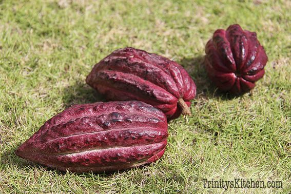 Cocoa bean pods