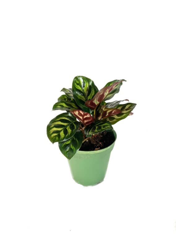 A small potted Calathea plant with green and pink patterned leaves.