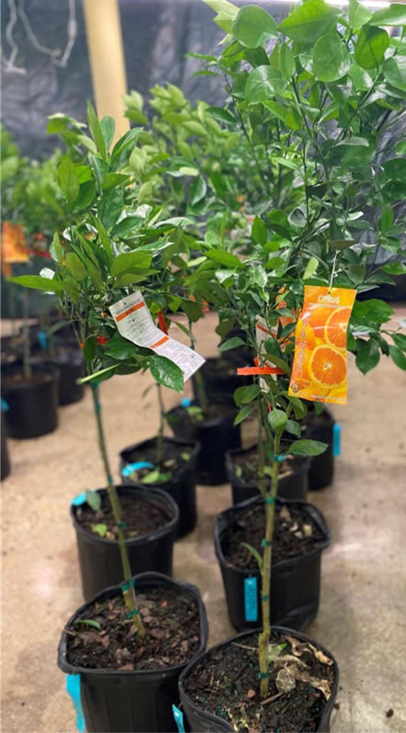 Potted citrus plants with tags in a nursery setting.